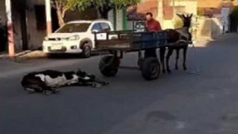 Homem é conduzido a delegacia após denúncias de maus-tratos contra uma vaca em Quixadá, CE