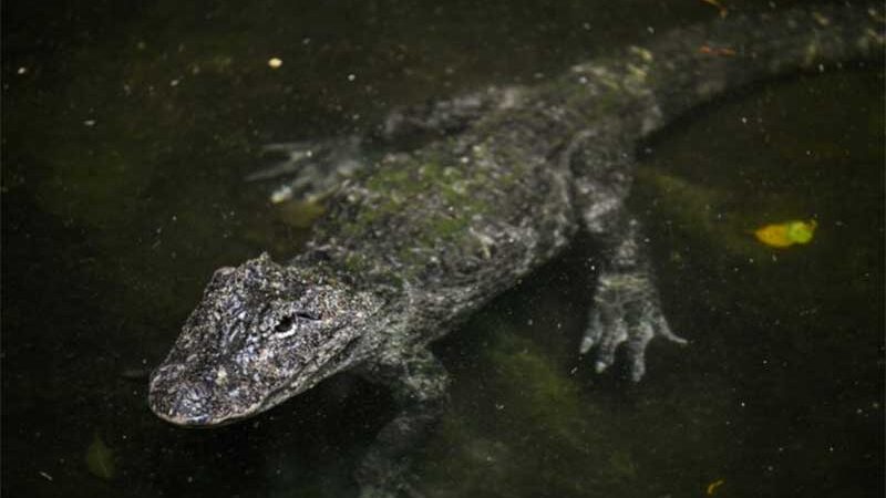 Cidade na China começa caçada por crocodilos que escaparam durante inundações