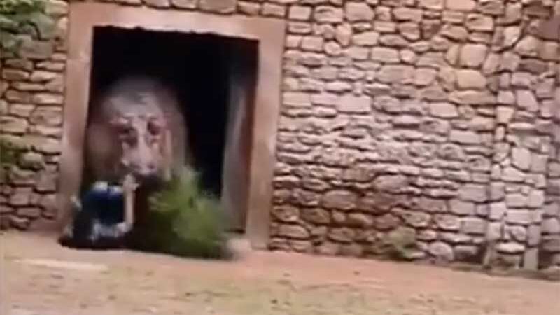 Hipopótamo ataca cuidador que tentou separar briga por território em zoológico da China; vídeo forte