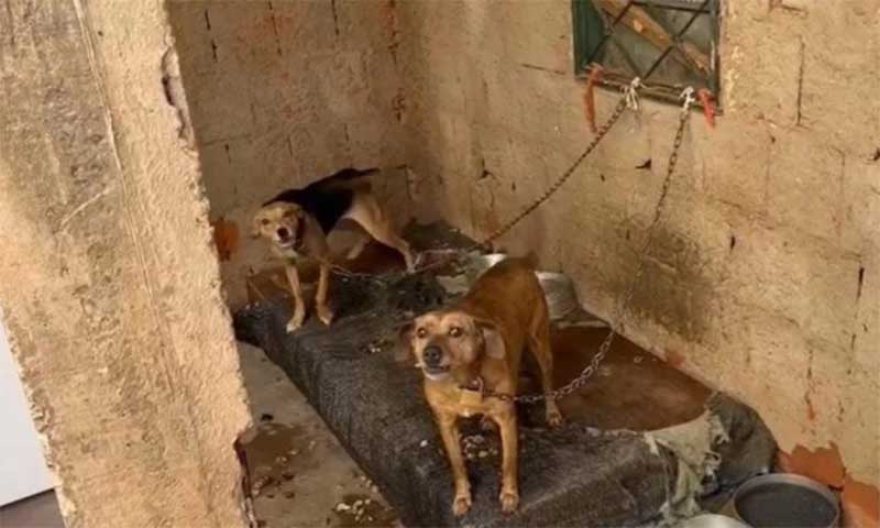 Polícia Civil resgata cachorros acorrentados e sem água no DF