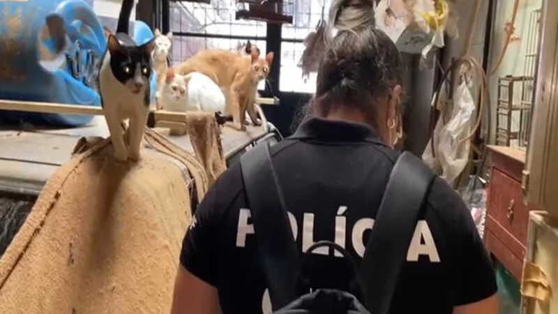Vídeo: gatos mantidos em gaiolas minúsculas são resgatados no DF