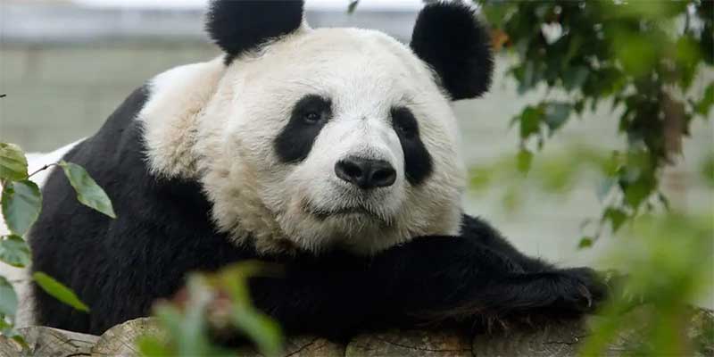 Viver em zoológicos fora de seu ambiente natural pode perturbar os pandas, revela estudo
