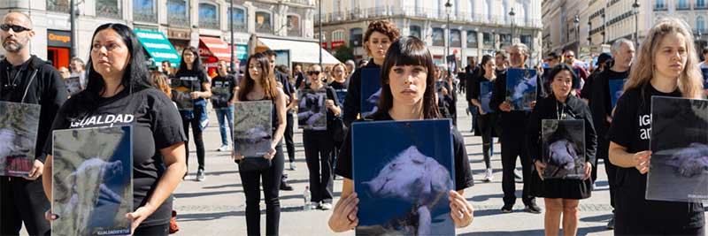 Ativistas da Animal Equality protestam contra fazendas de porcos na Espanha