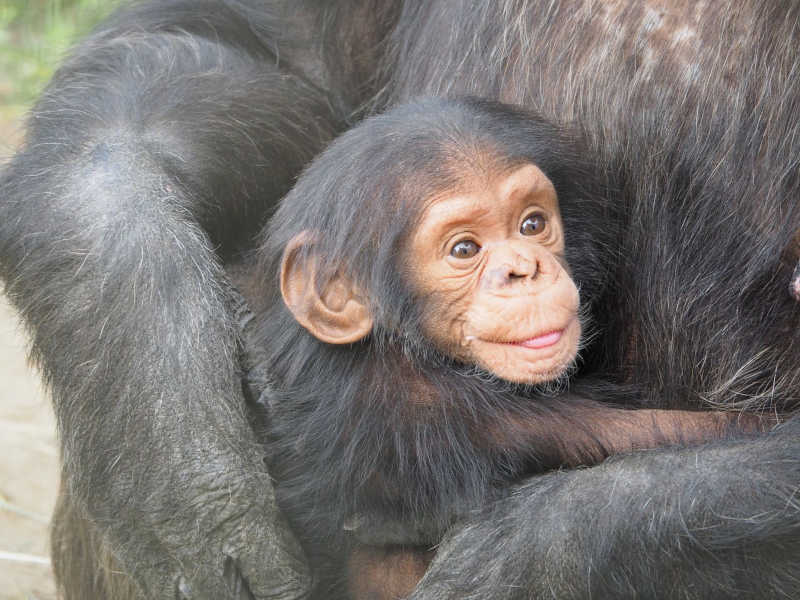 Um filhote de chimpanzé nos braços de sua mãe / SINC