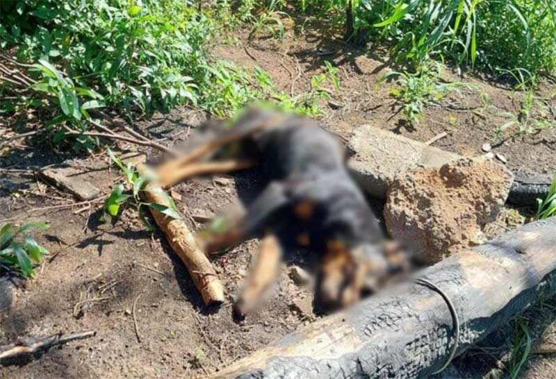 Horror em Anchieta (ES): cão encontrado morto com sinais de crueldade