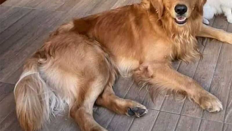 Caso Golden: MPES requer responsabilização do policial militar que matou cachorro em Guarapari