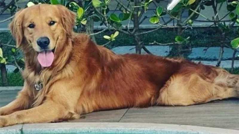 Cachorro da raça golden retriever chamado de Churros, morto com um tiro dado por um PM em Guarapari (ES) — Foto: Divulgação