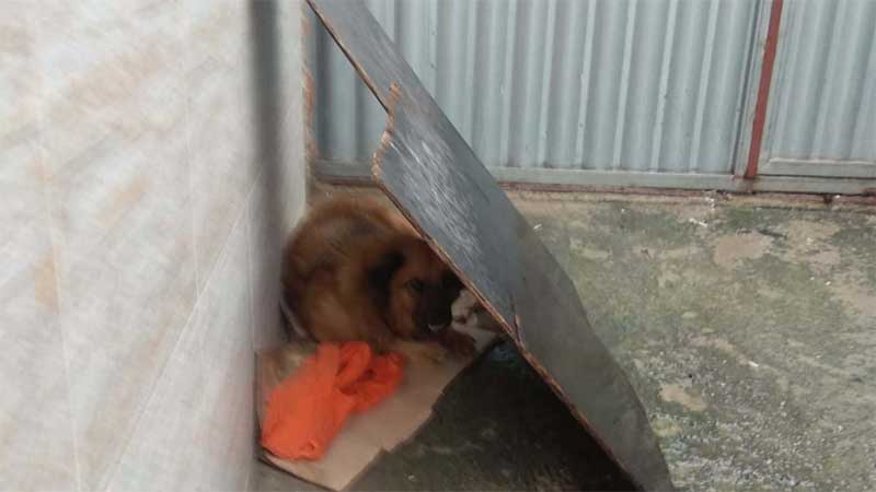 Cachorro abandonado por tutores aguarda nova casa enquanto vizinhos buscam adoção na Serra, ES