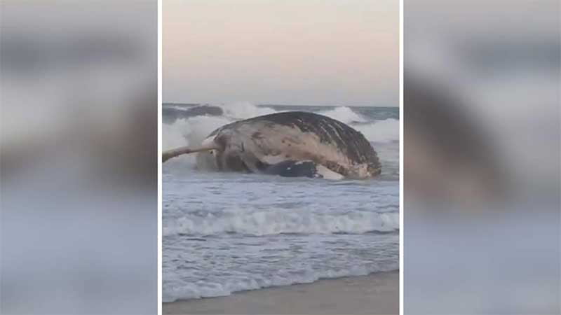 Baleia-jubarte é encontrada morta em praia de Vila Velha, ES; vídeo