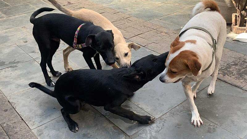 Cachorros são abandonados por professora em rua de Vila Velha, ES