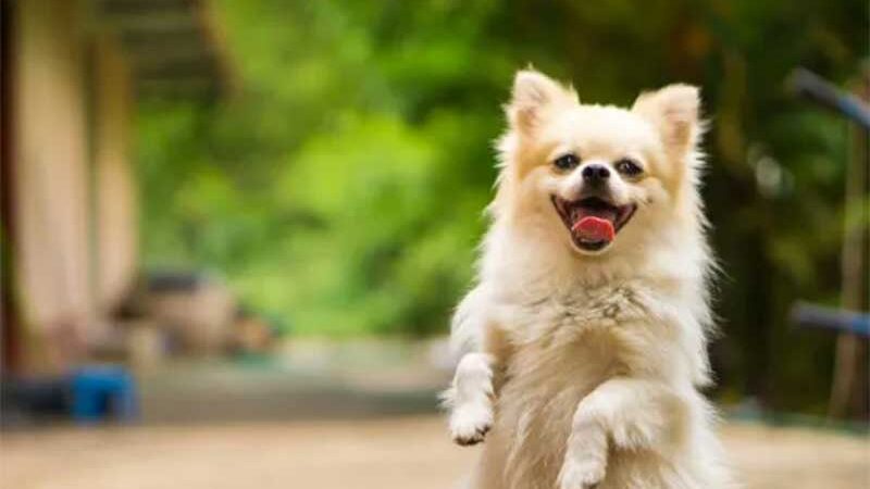 Curso de Psicologia nos EUA tem disciplina para treinar cães de abrigo