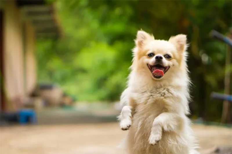 Curso de Psicologia nos EUA tem disciplina para treinar cães de abrigo