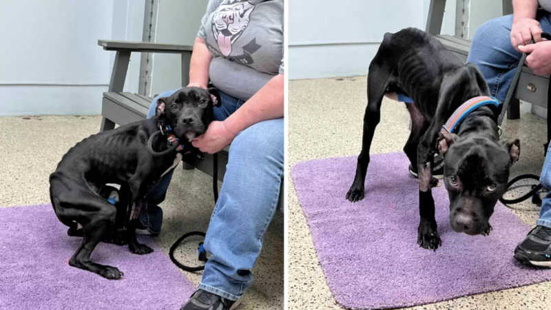 Cãozinho magricela tem transformação incrível após ser resgatado