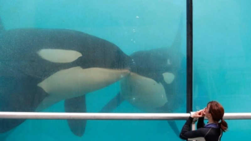 Justiça francesa pede perícia para avaliar estado de saúde de orcas do parque aquático de Antibes