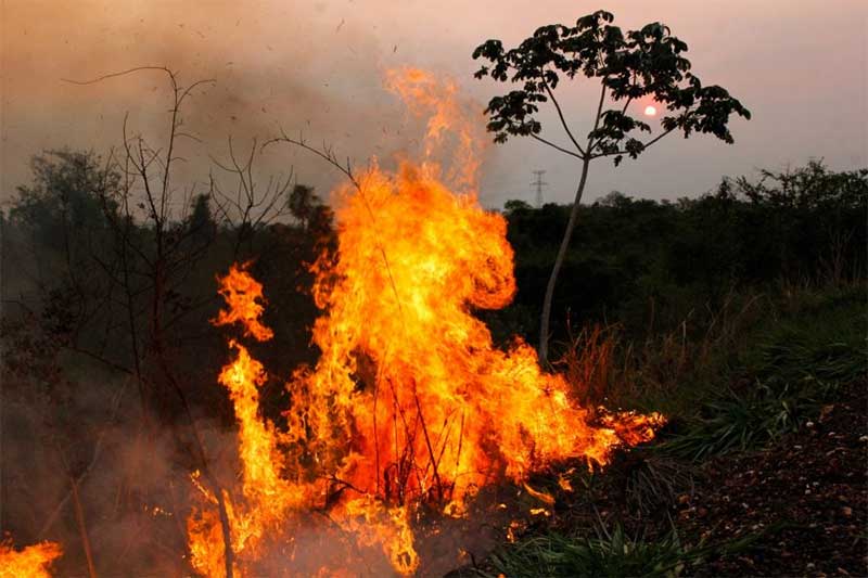 Animais são queimados na Igrejinha, denuncia vereadora de Anápolis, GO