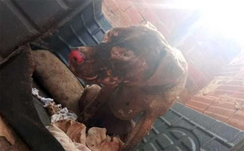 Homem coloca fogo no mato de casa e queima cachorro de vizinho em Anápolis, GO