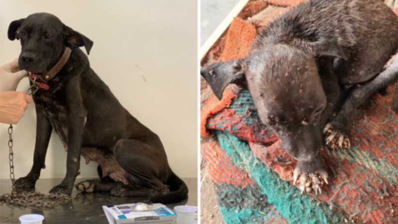 Cadela e filhote infestados de carrapatos são resgatados em Goiânia