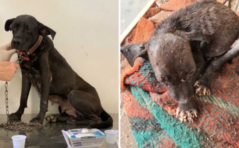 Cadela e filhote infestados de carrapatos são resgatados em Goiânia