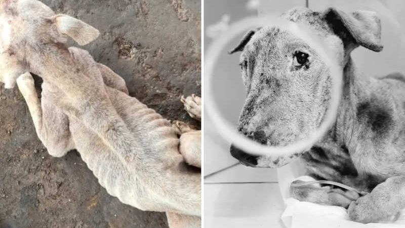 Morre cadela resgatada pela polícia em situação de extrema magreza em Goiânia; tutores foram presos