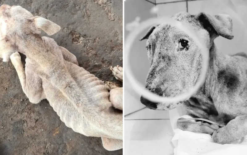 Morre cadela resgatada pela polícia em situação de extrema magreza em Goiânia; tutores foram presos