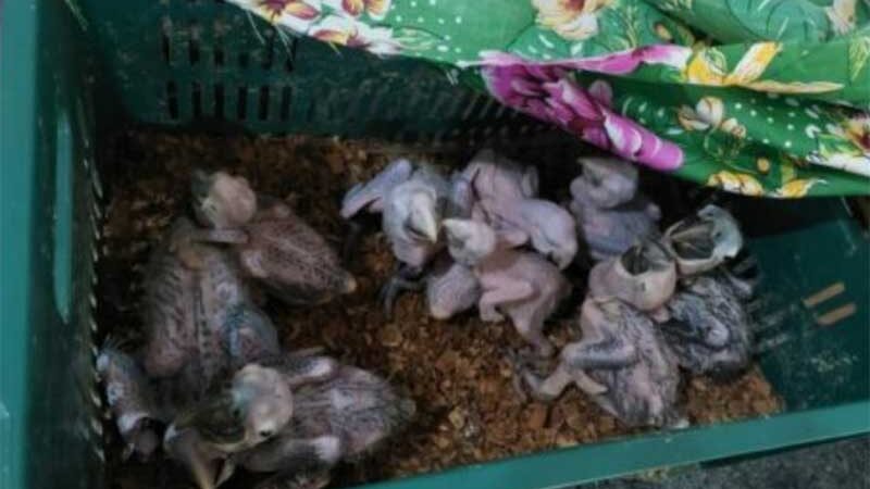 PM prende suspeitos por tráfico de filhotes de arara em Goiás