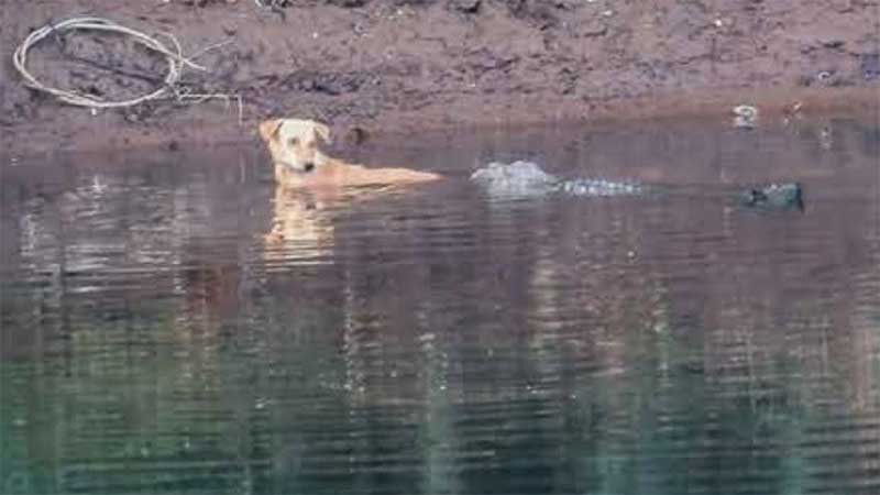 Crocodilos salvam vida de cão perseguido por matilha. “Empatia emocional”