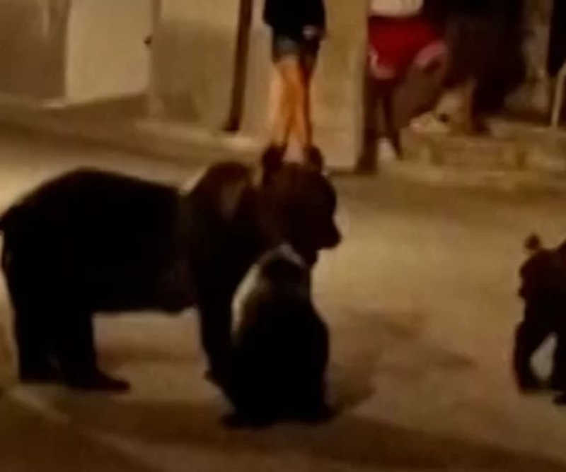 Ursa é morta a tiros em vilarejo na Itália; filhotes ficam sozinhos e caso gera revolta