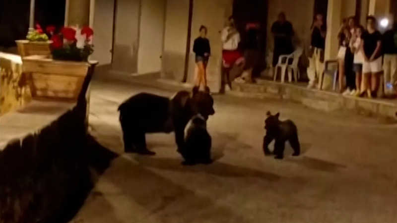 Homem que matou ursa Amarena é alvo de ameaças na Itália