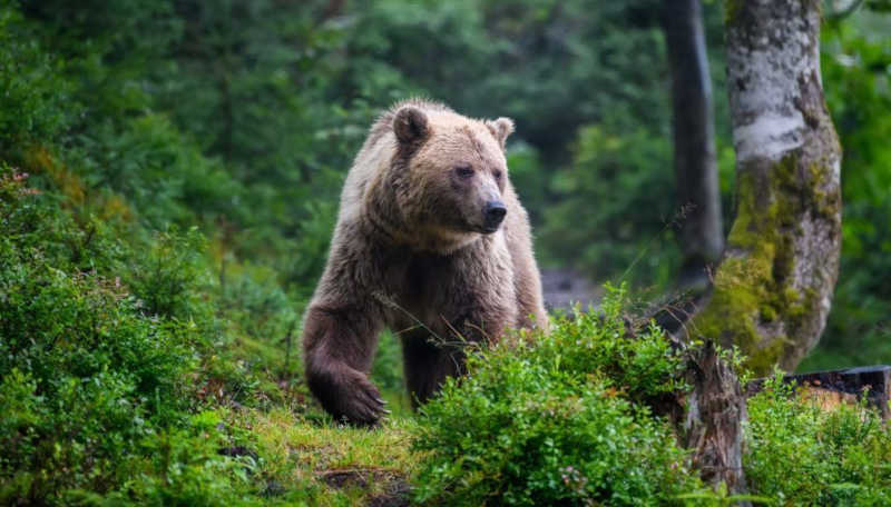 Justiça suspende ordem de matar ursa na Itália