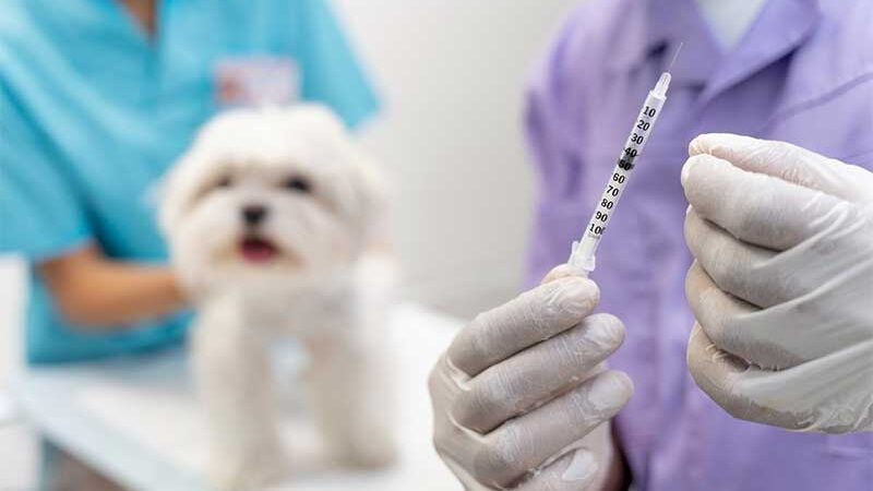 Justiça condena laboratório por falha de vacina em cachorro