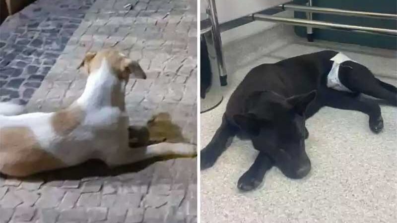 Cães de moradores em situação de rua são achados com sinais de abuso sexual em Belo Horizonte