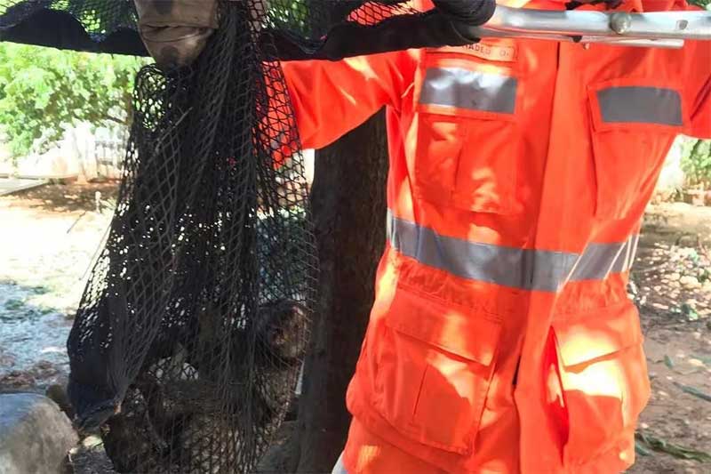 Macaco cai de árvore após vendaval e é socorrido pelos bombeiros em MG