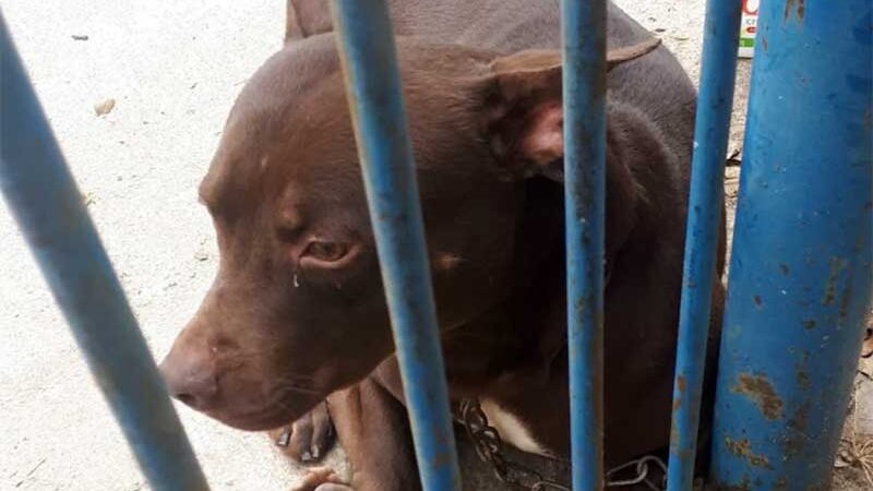 MPMG propõe Ação Civil contra Minas Gerais e Juiz de Fora para captura e abrigamento de cães de grande e médio porte