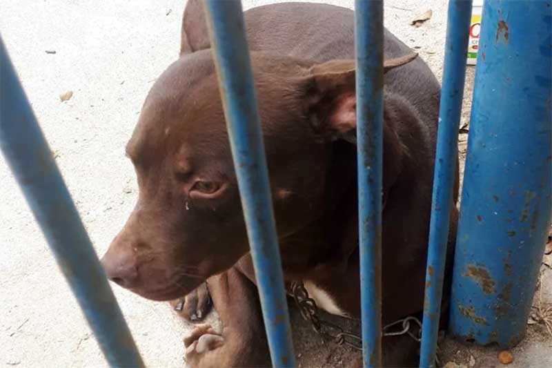 MPMG propõe Ação Civil contra Minas Gerais e Juiz de Fora para captura e abrigamento de cães de grande e médio porte