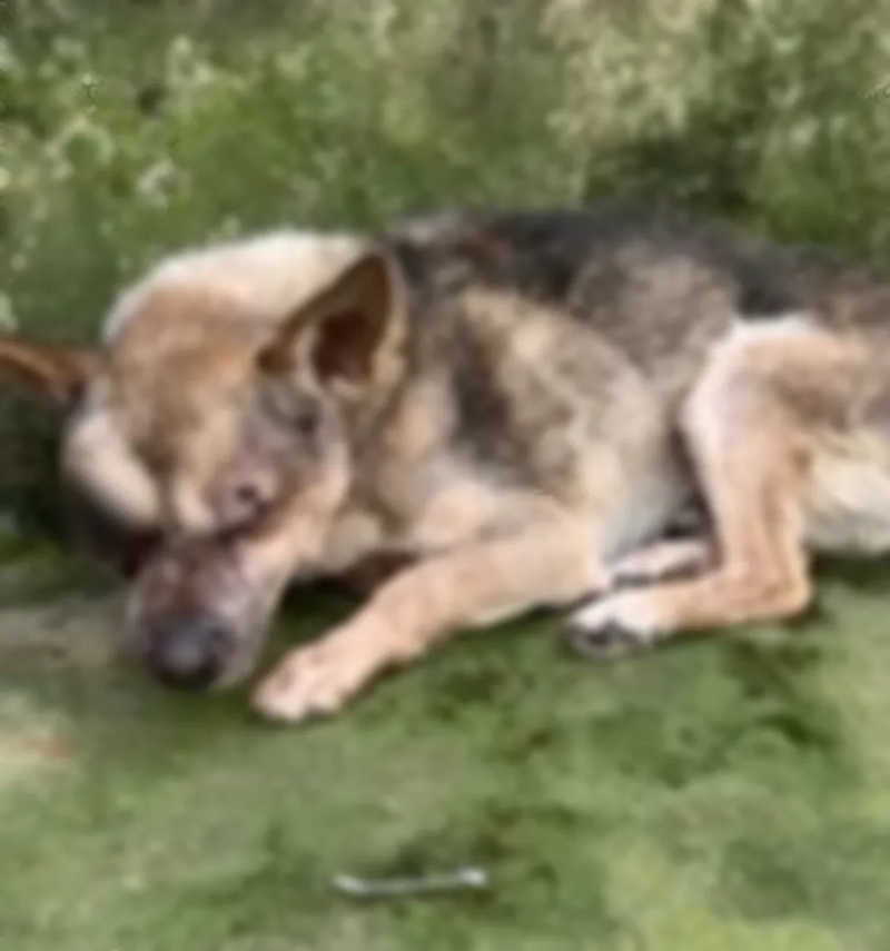 Cão é sacrificado após ser resgatado em situação de maus-tratos em Maria da Fé, MG; suspeita foi presa