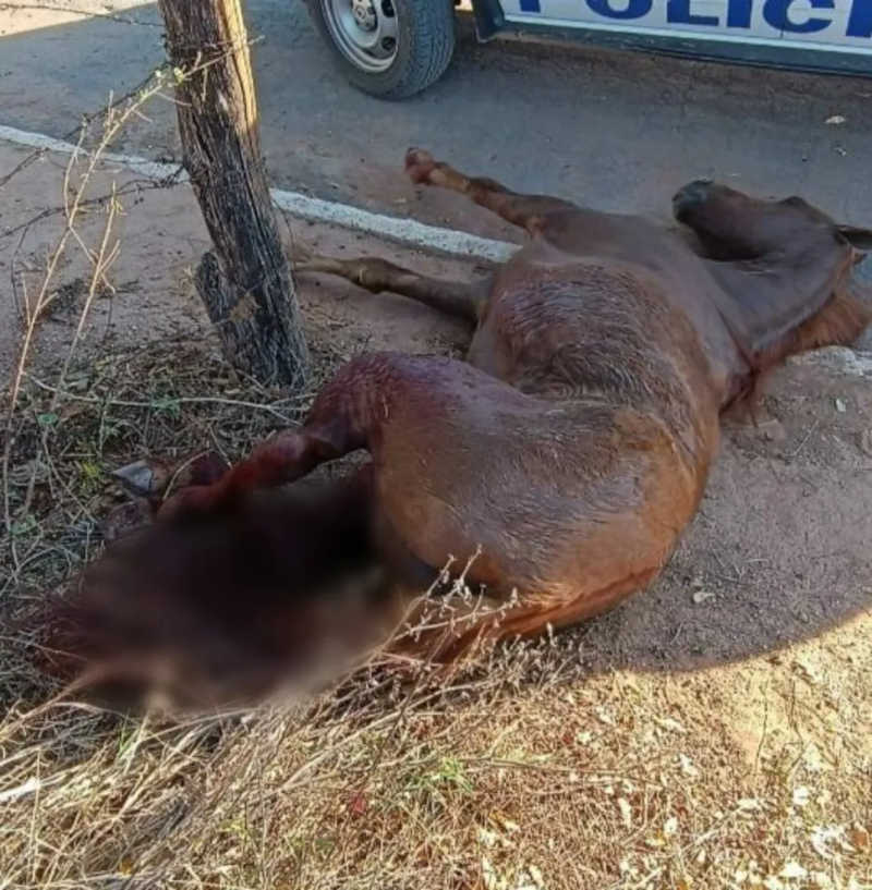 Após denúncia de maus-tratos, cavalo é encontrado com patas quebradas e morre em MG