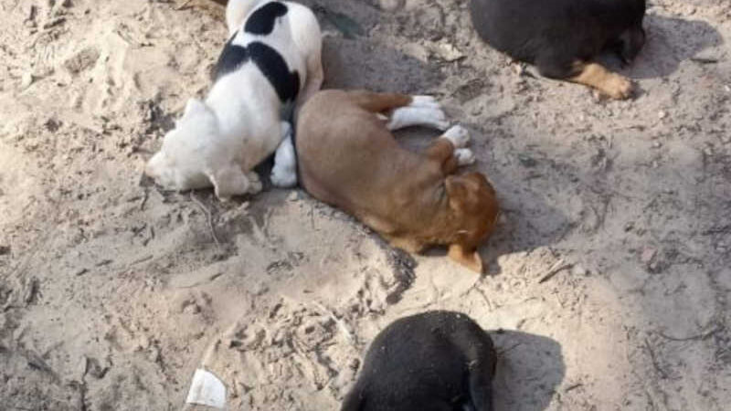 Família resgata 6 filhotes de cachorro que foram abandonados em estrada rural de Presidente Olegário, MG