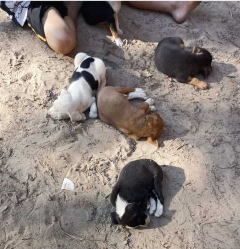 Família resgata 6 filhotes de cachorro que foram abandonados em estrada rural de Presidente Olegário, MG