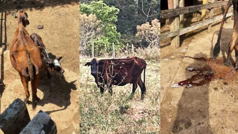 Animais abandonados para morrer na fazenda Palmar no sul de Minas