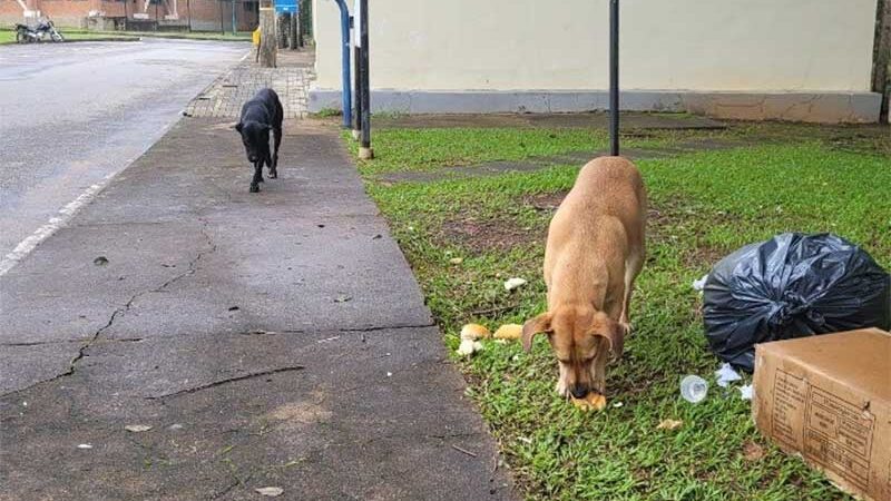 Prefeitura se compromete a criar mecanismos de controle populacional de cães e gatos em Viçosa, MG