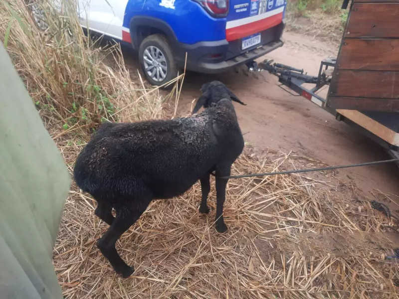 Ovelha encontrada durante resgate em rancho localizado em Três Lagoas. Foto: Polícia Militar Ambiental