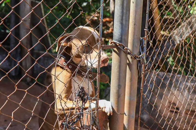 Vizinhança denuncia cão abandonado em residência de Campo Grande, MS