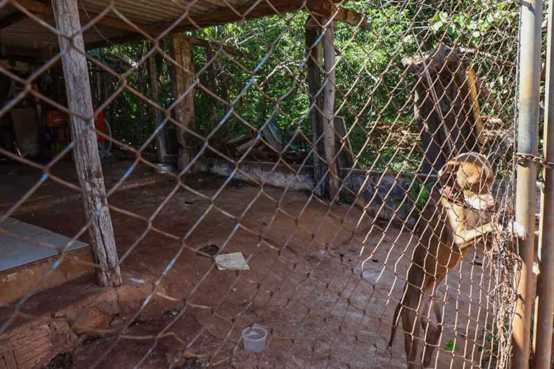 Cão acuado em portão; animal foi encontrado magro e com os potes de comida e água vazios. Foto: Henrique Kawaminami