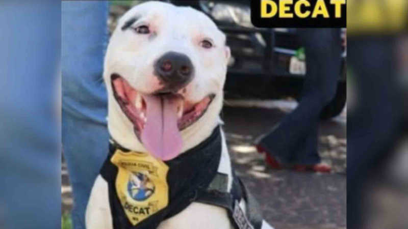 Sansão é um pitbull adotado por policiais como exemplo de ‘justiça feita’ a quem maltrata animais
