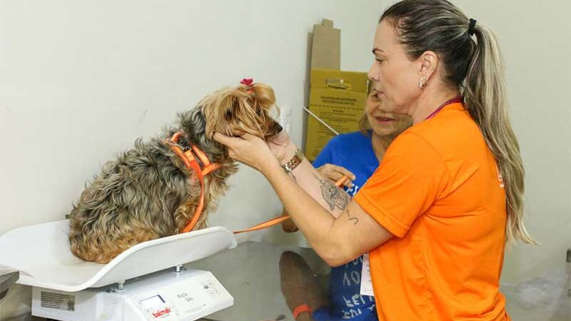 Prefeitura de Campo Grande (MS) alerta sobre anticoncepcional para pets e o risco de câncer