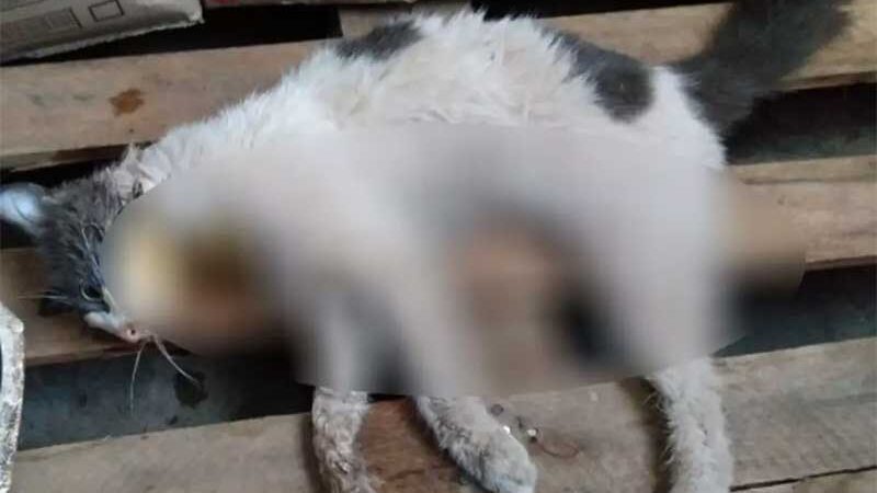 Gato aparece sangrando em condomínio dias após morador dizer que ia ‘tomar providências’