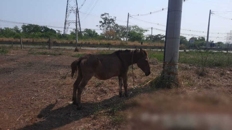 PMA e Semea resgatam mula após denúncias de maus-tratos em área rural de Três Lagoas, MS