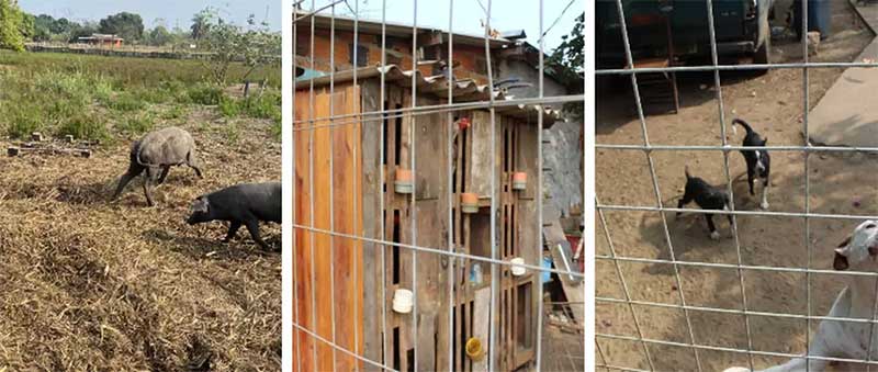 Porcos, galinhas e cães presos em cercado. (Foto: Ricardo Ojeda/Perfil News) 