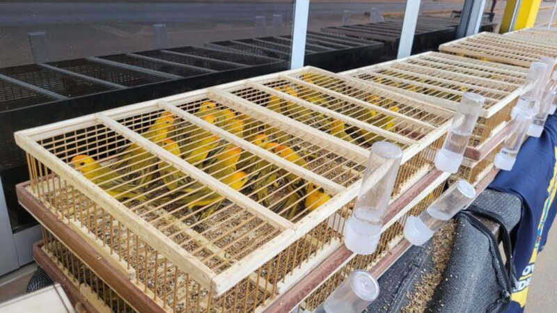 Homem é preso com 320 aves silvestres durante fiscalização em Sorriso, MT