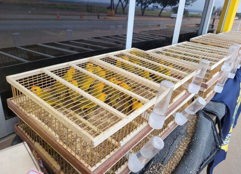 Homem é preso com 320 aves silvestres durante fiscalização em Sorriso, MT